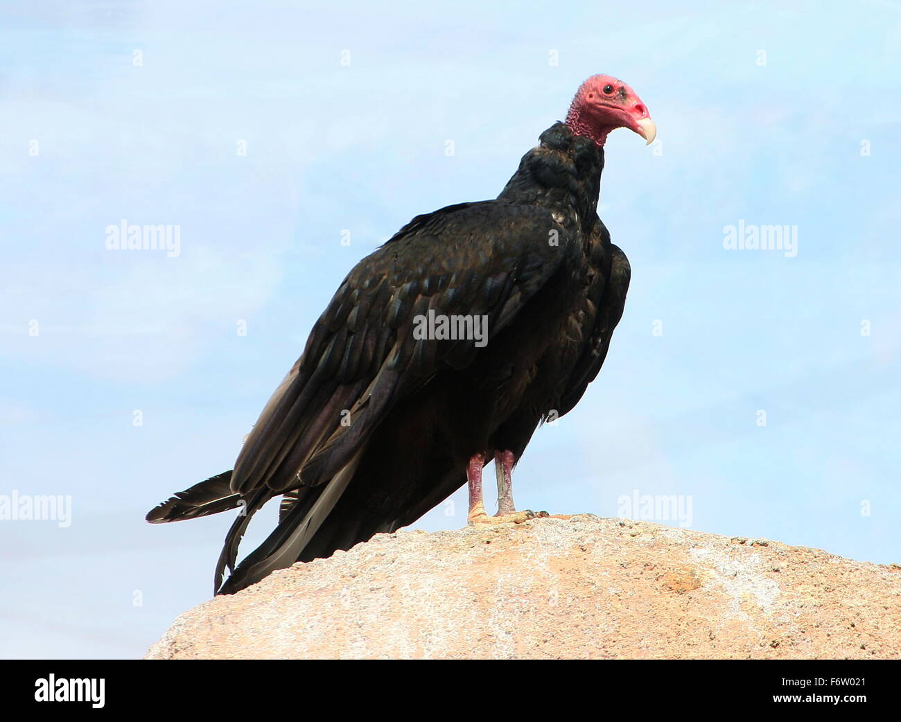 New World Turkey vulture or Turkey buzzard (Cathartes aura) posing on a rock Stock Photo