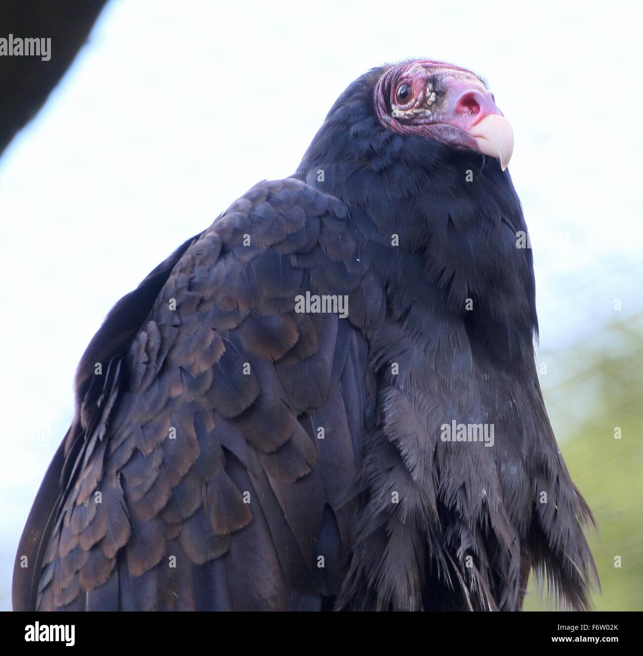 New World Turkey vulture or Turkey buzzard (Cathartes aura) Stock Photo