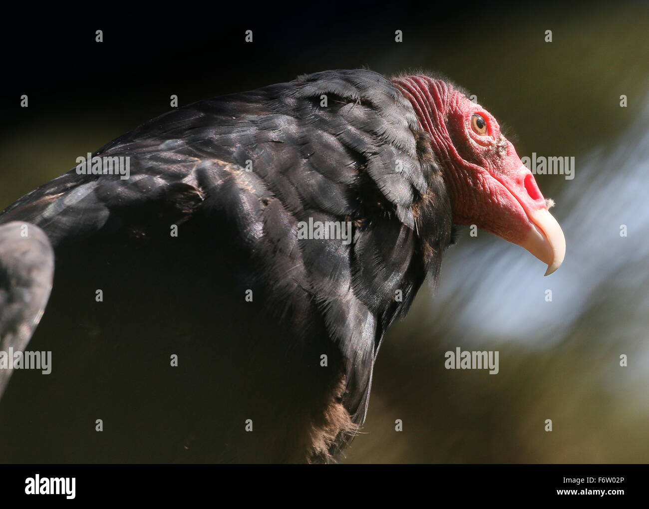 New World Turkey vulture or Turkey buzzard (Cathartes aura), close-up, seen in profile Stock Photo