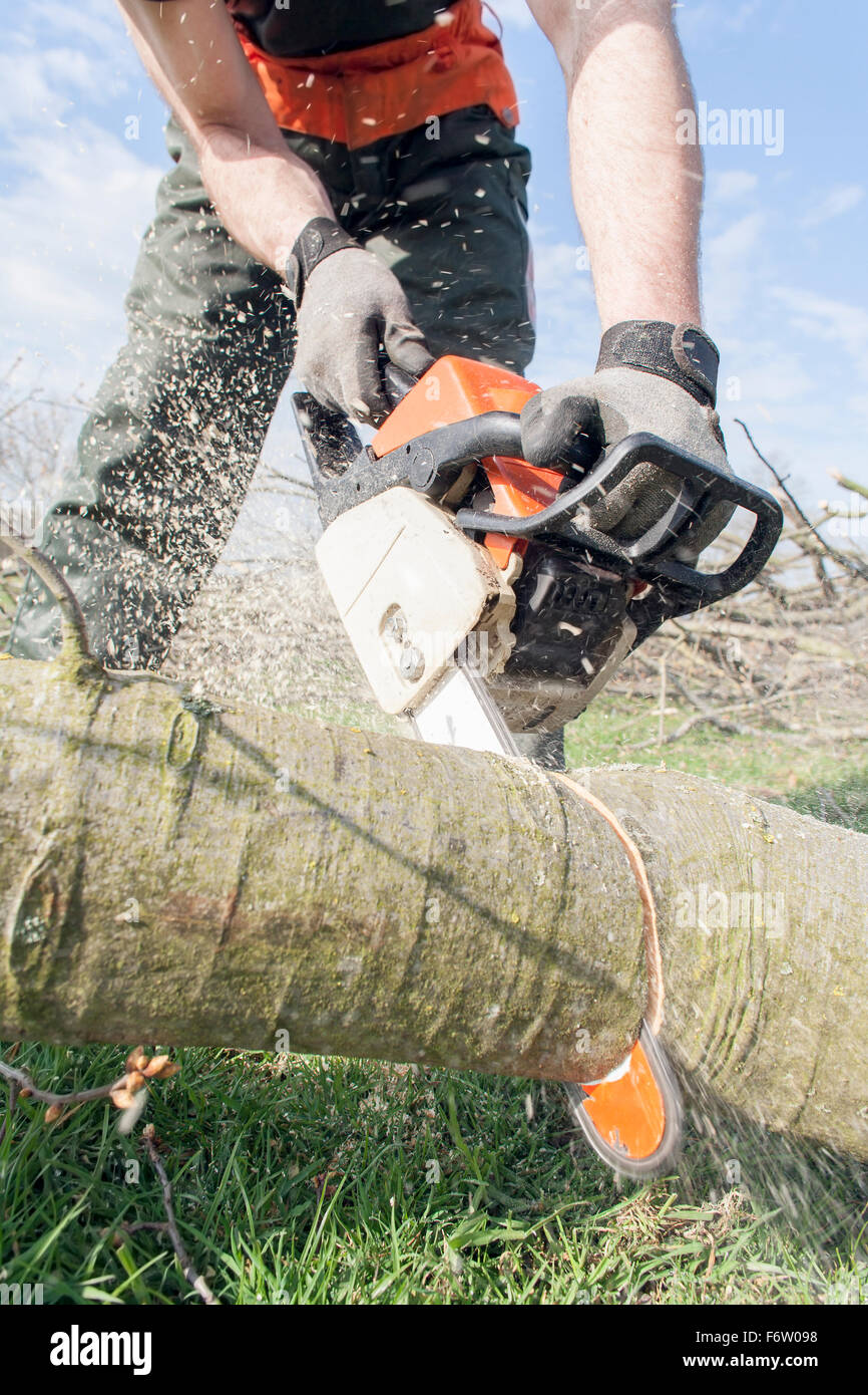 Lumberjack sawing tree trunk Stock Photo - Alamy