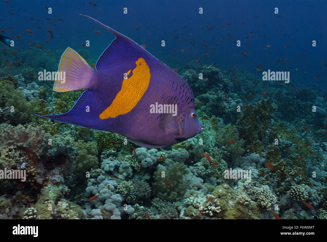 Yellowbar angelfish Pomacanthus maculosus, Pomacanthidae, Sharm el Sheikh, Red Sea, Egypt Stock Photo