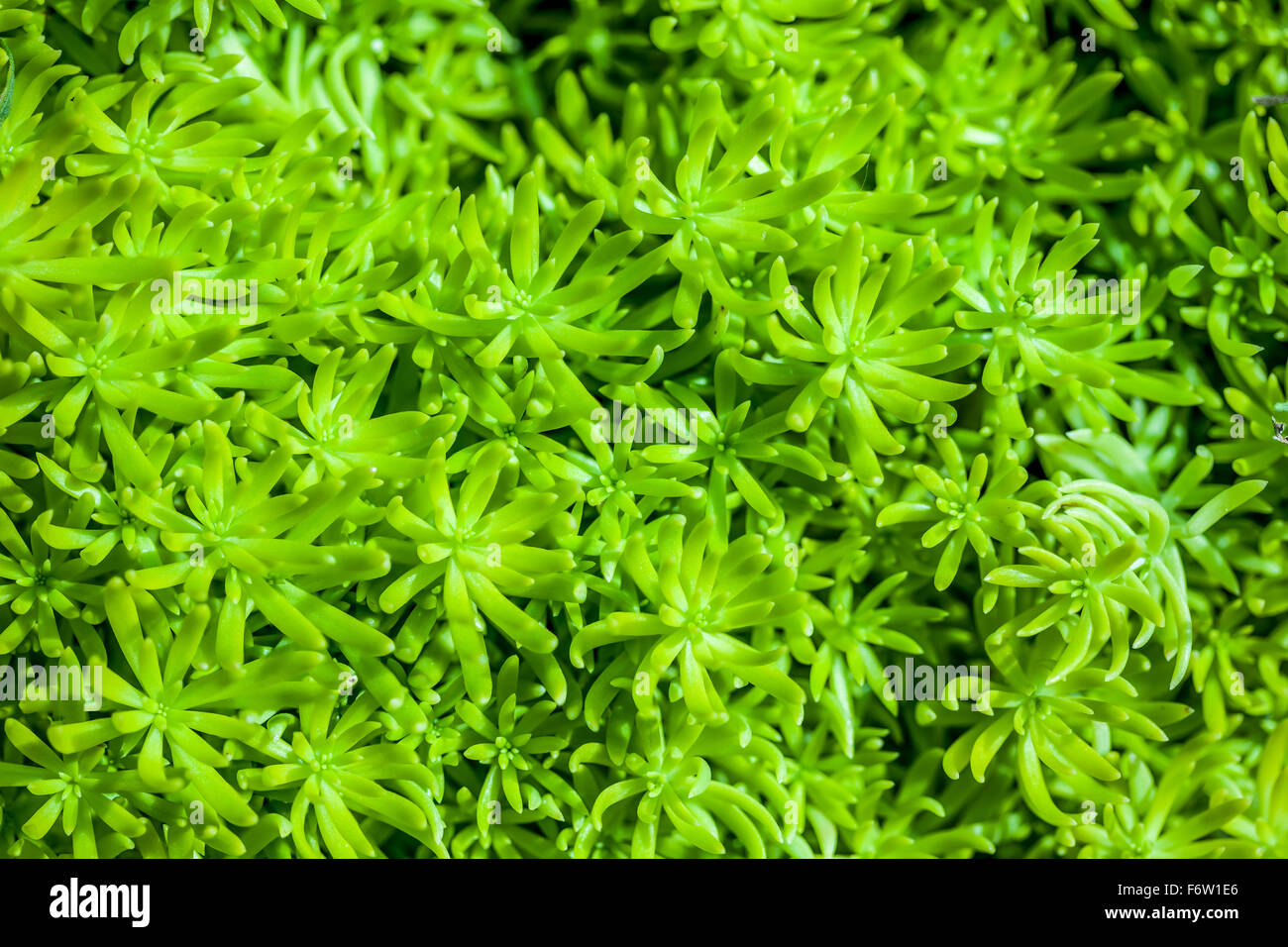 Green plants moss fungus hi-res stock photography and images - Alamy