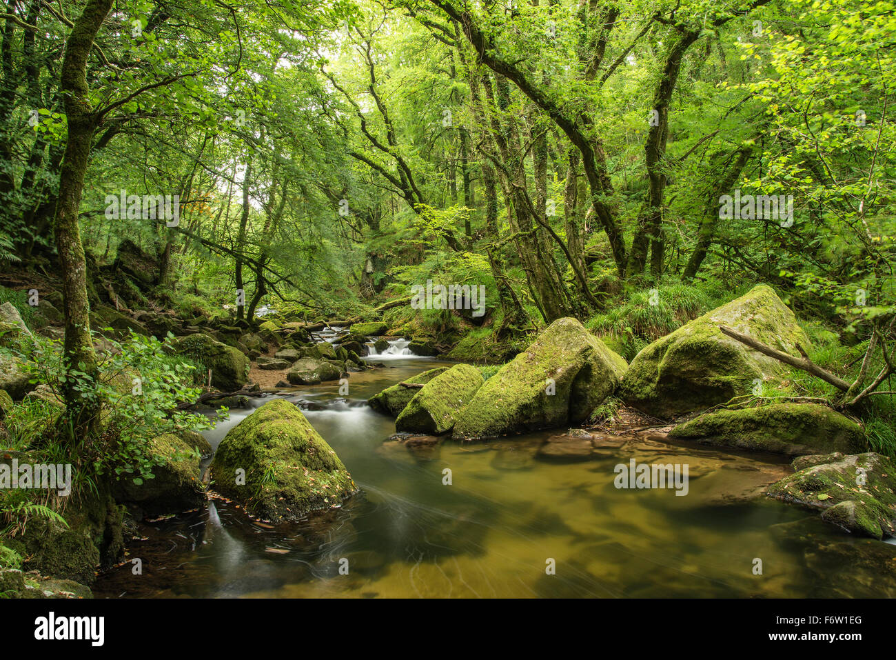 Landscape iamge of river flowing through lush green forest in Summer ...