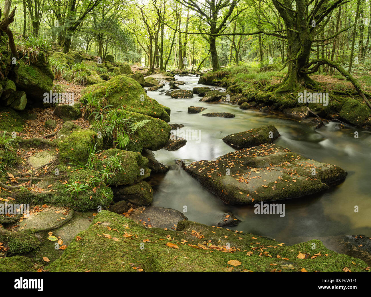 Landscape image of river flowing through lush green forest in Summer ...