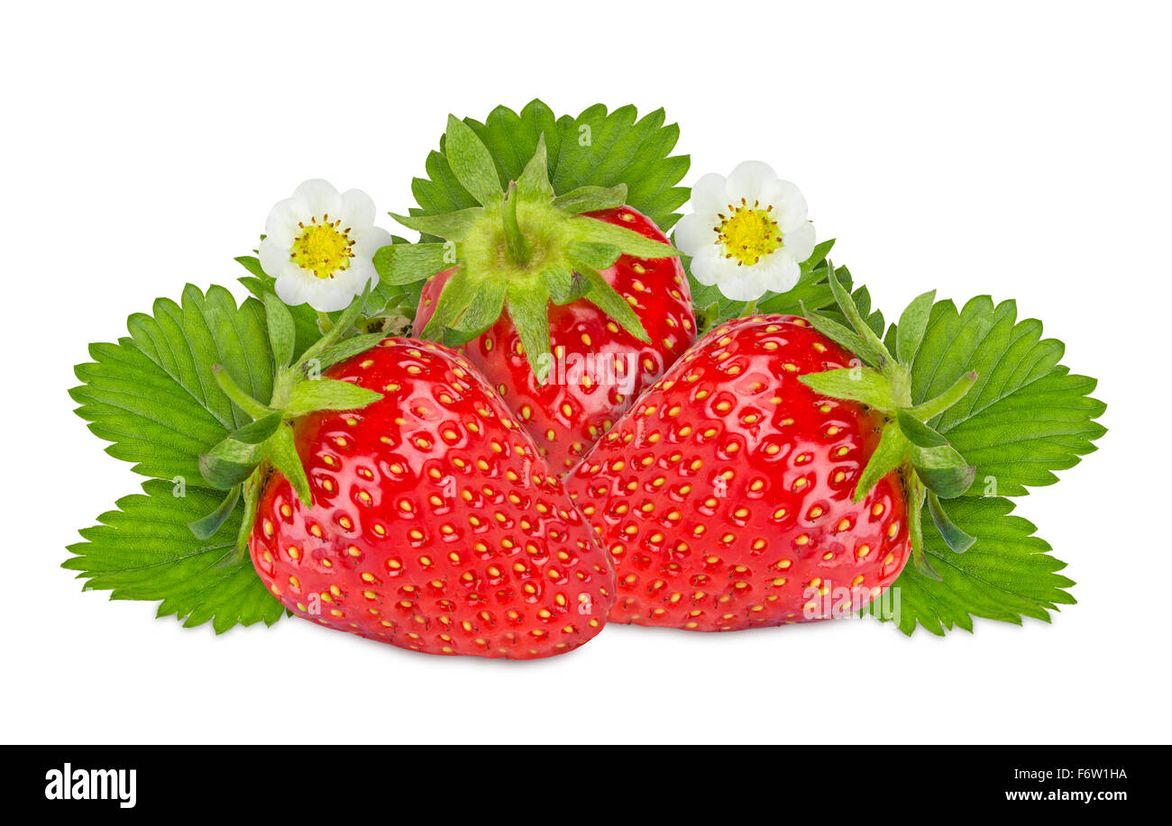 fresh strawberries on white background Stock Photo - Alamy
