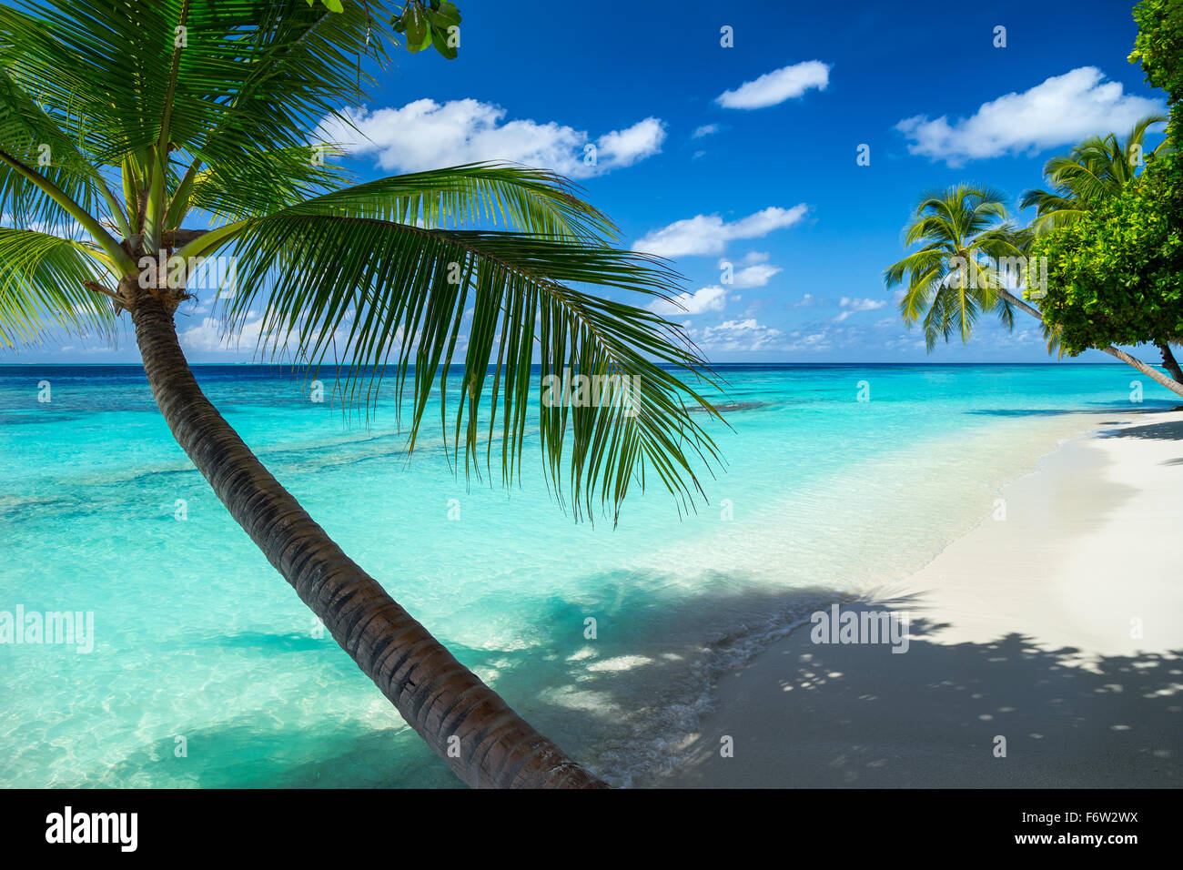 coco palms on paradise beach Stock Photo