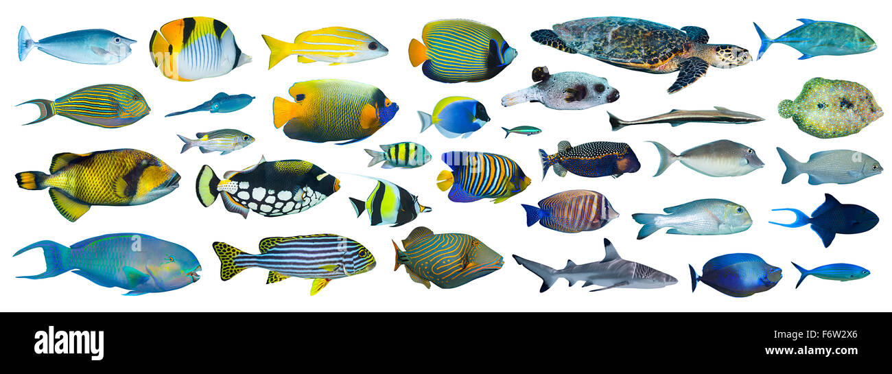 Saltwater fish white background hi-res stock photography and images - Alamy
