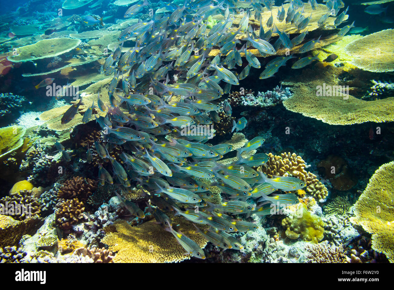 school of snapper fishs on coral reef Stock Photo