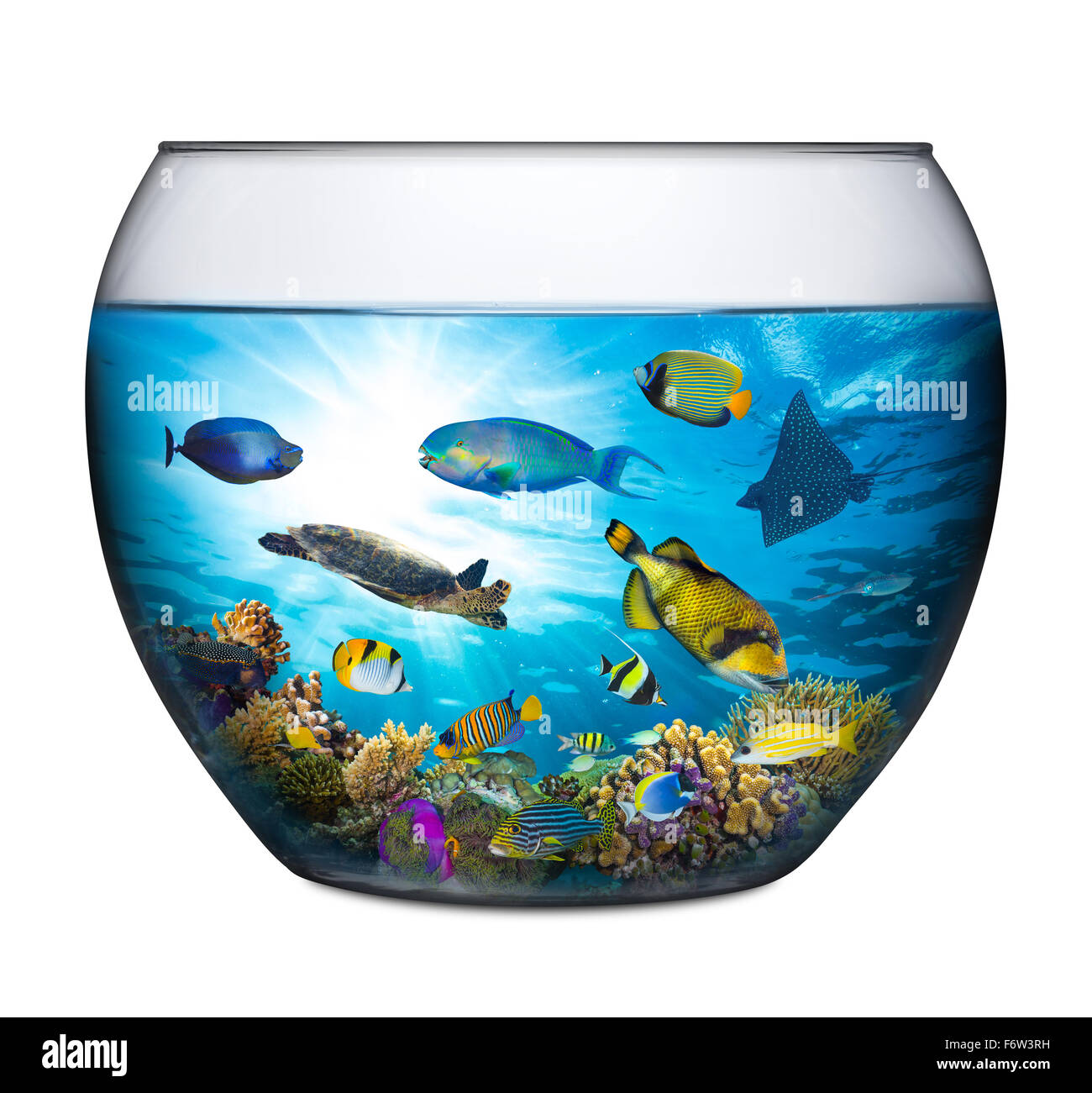 coral reef with marine animals in fishbowl Stock Photo