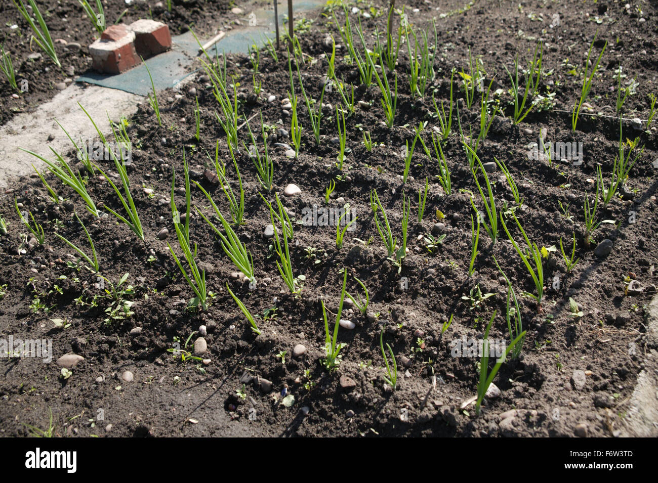 An onion bed on an allotment Stock Photo Alamy