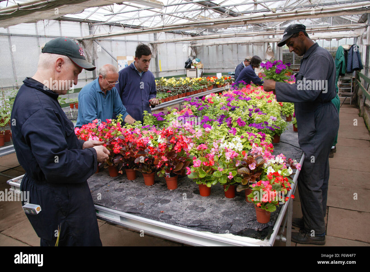 Workers with learning disabilities at work in greenhouse tending flowers at Brook Farm; Linby, Stock Photo