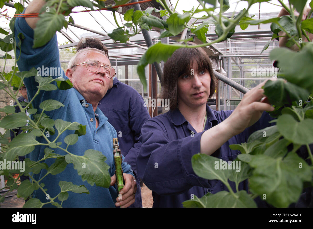 Workers with learning disabilities at work at Brook Farm; Linby; tending plants in greenhouse, Stock Photo