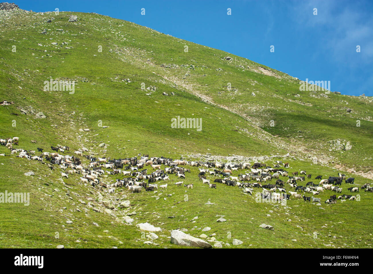Goats on a summer pasture Stock Photo