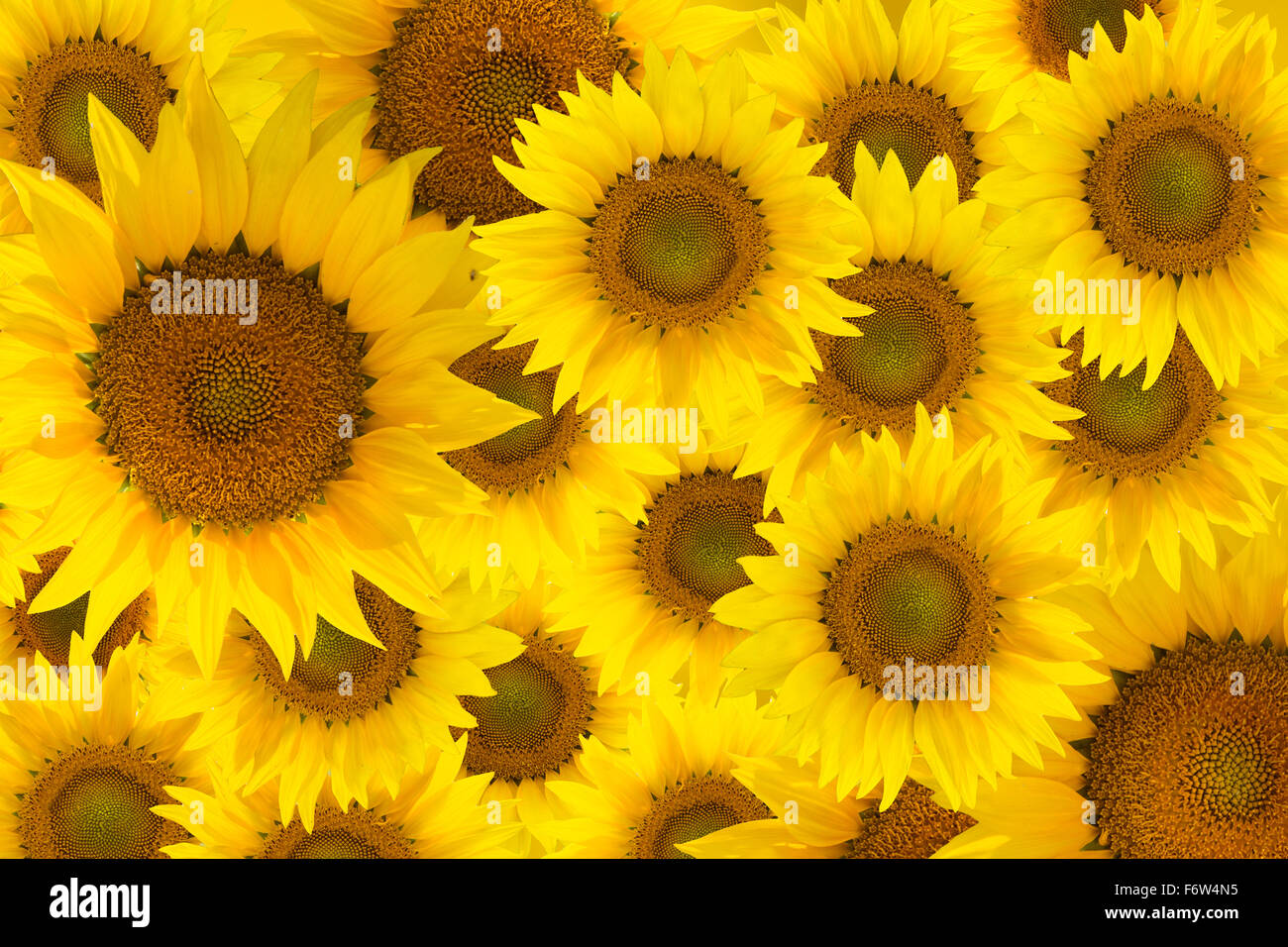 sun flowers  background. Stock Photo