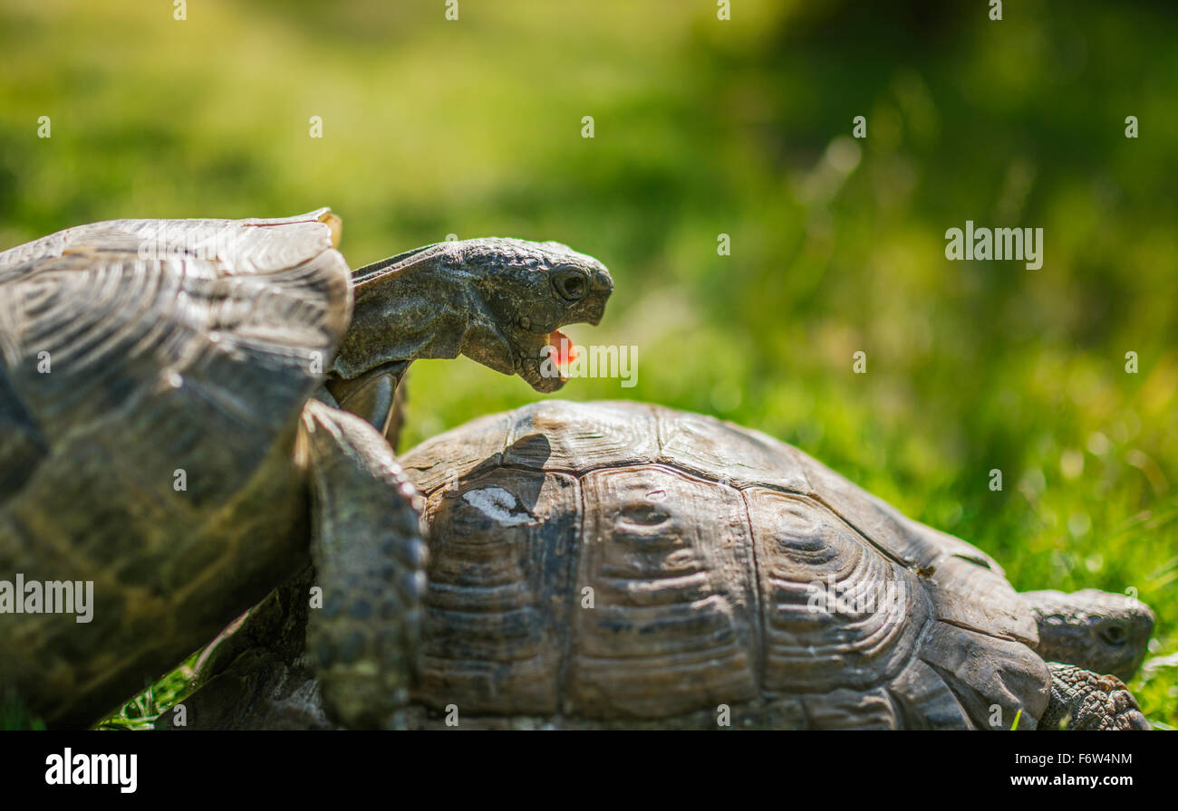 Cute turtle Cute turtle