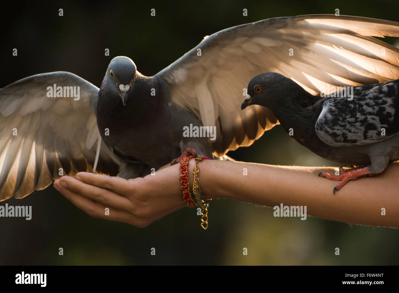 Beautiful pigeon landing on a hand Stock Photo Alamy