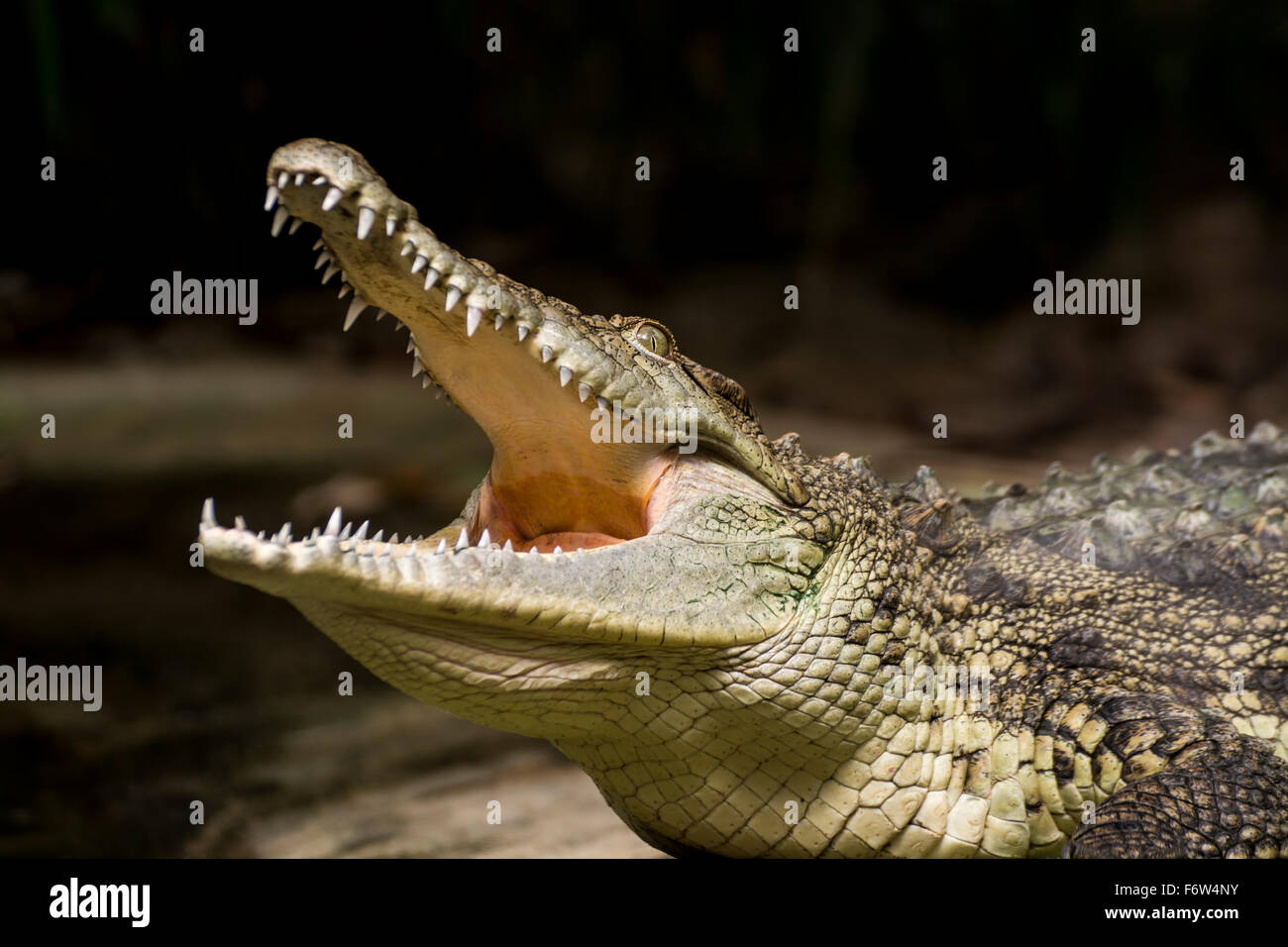 Crocodile and wild life Stock Photo