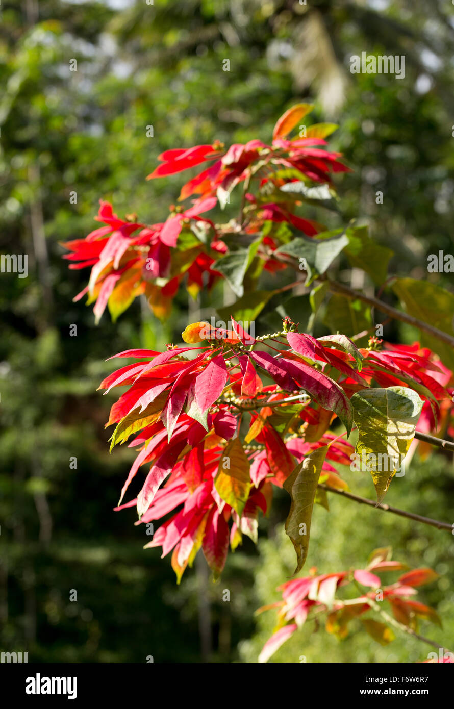 Wild growing winter rose with blossoms in its natural environment in Bali, Indonesia Stock Photo