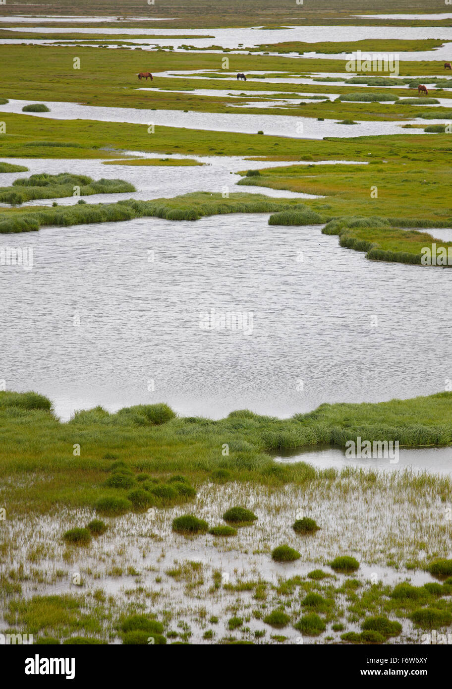 Swampy landscape with lakes grass and horses in North Iceland. Stock Photo