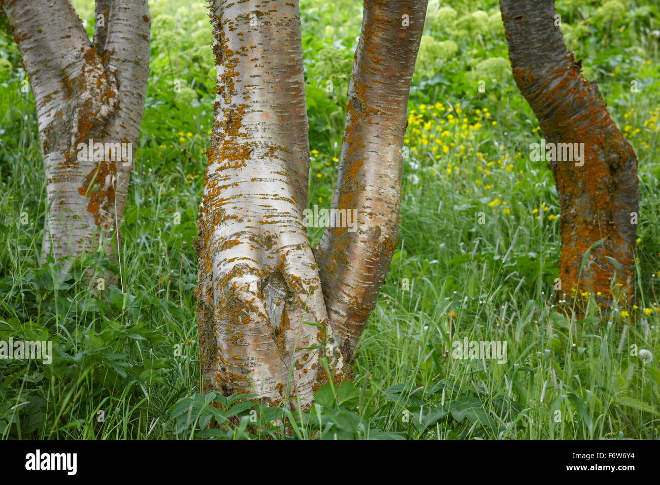 Beech tree trunks detail against grass background Stock Photo - Alamy