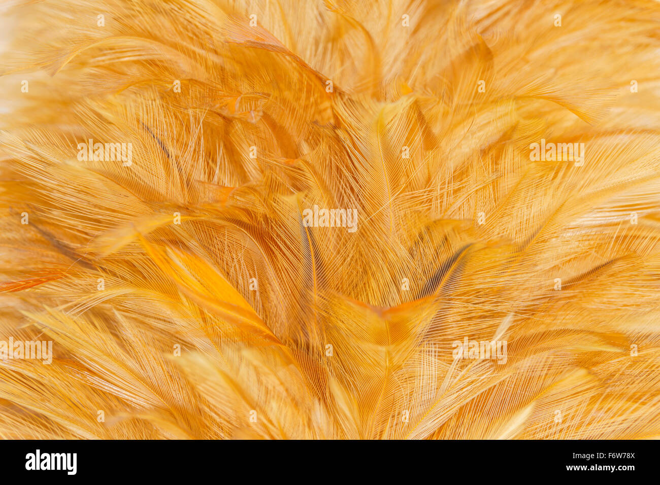 Surface Covered With Yellow Feathers As A Background Texture Composition  Stock Photo, Picture and Royalty Free Image. Image 28008611.