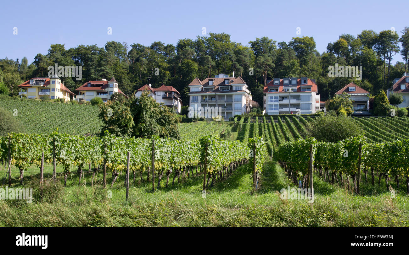 Meersburg lakeside vinyard Stock Photo Alamy