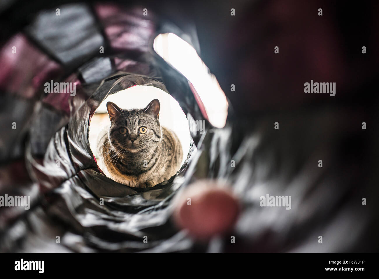 Playful cat on adventure. Playing inside pet toy, looking at camera. Stock Photo