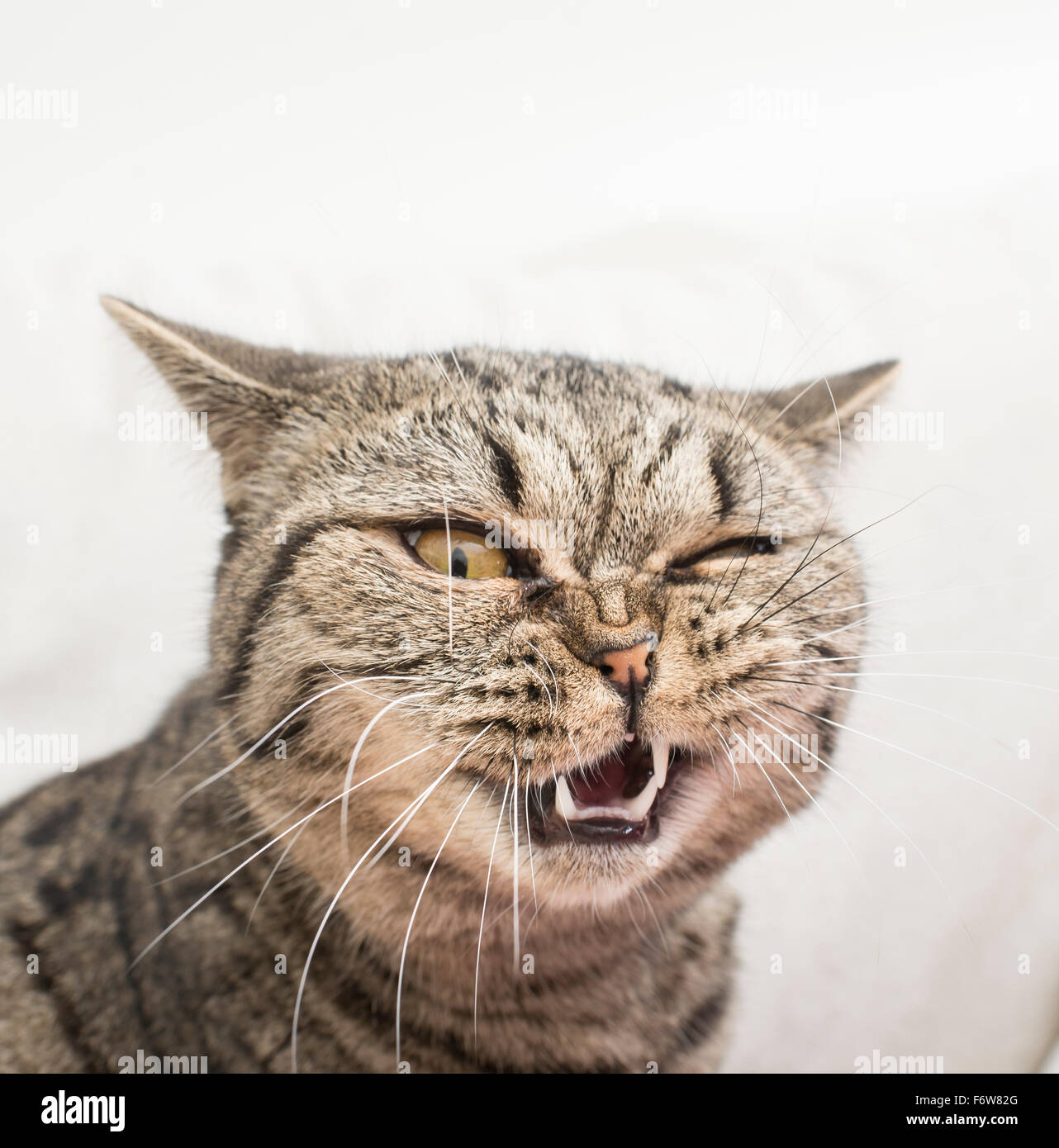 Cat with funny and crazy expression. Face of shock and disgust. Stock Photo