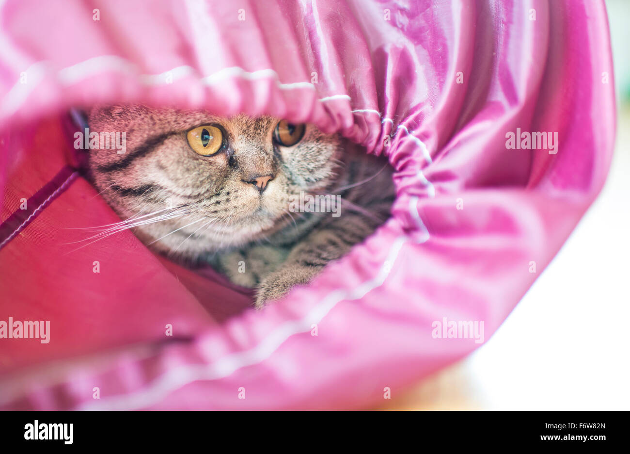 Playful cat on adventure. Playing inside pet toy, looking out. Stock Photo