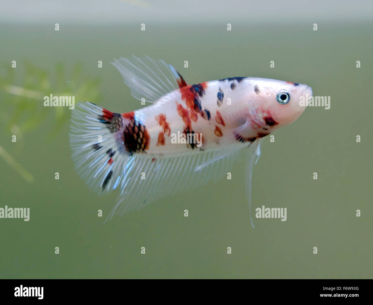 siamese fighting fish (koi style), betta swimming in aquarium tank Stock Photo