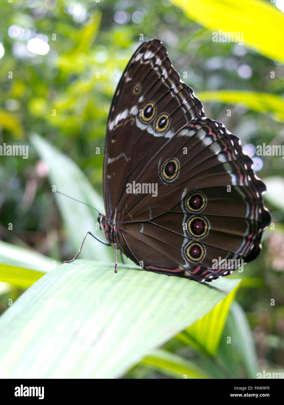 Owl butterfly, Caligo sp., in Amazon rainforest. Madidi Park, La Paz