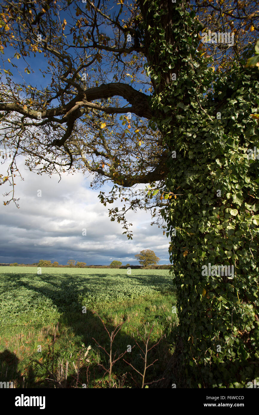 Village of Coddington, England. Picturesque view of crops growing in a