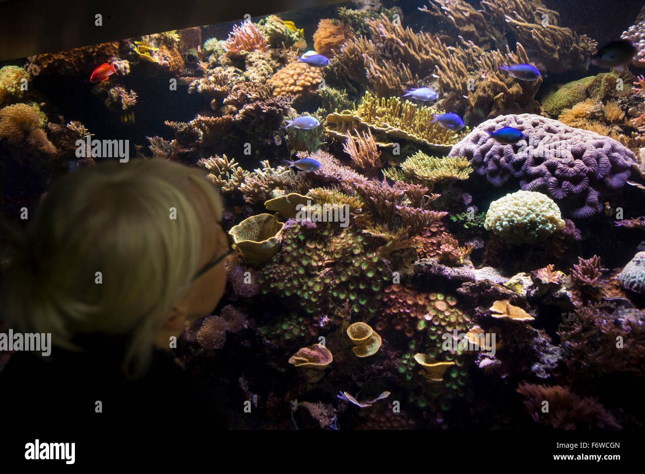 UK, England, Yorkshire, Hull, The Deep marine aquarium, Coral Reefs, visitor looking at colourful reef fish & corals Stock Photo