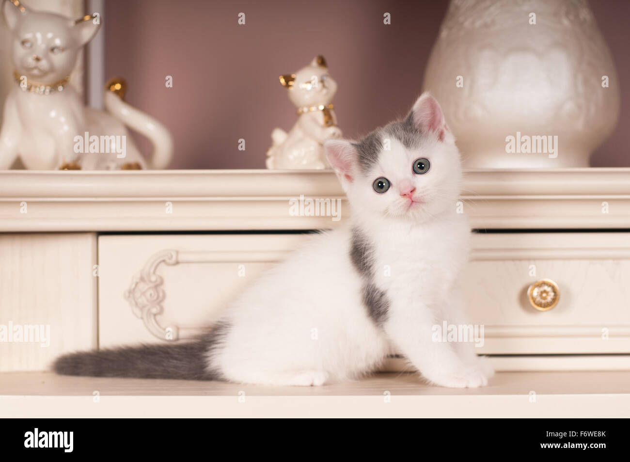 Cute little kitten Stock Photo - Alamy