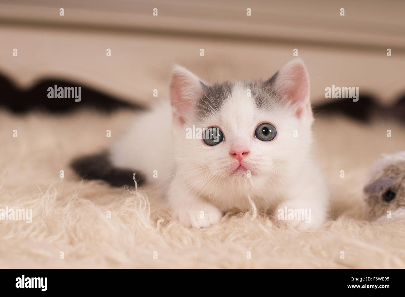 Cute little kitten Stock Photo