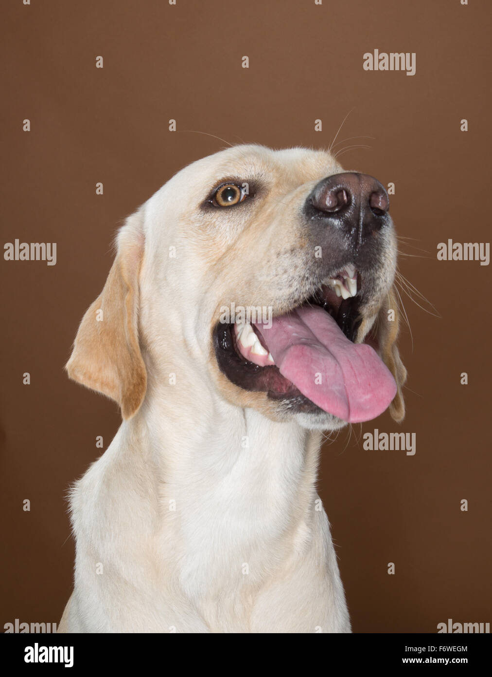 Labrador posing in a studio against a cream and brown wall, mans best friend. Stock Photo