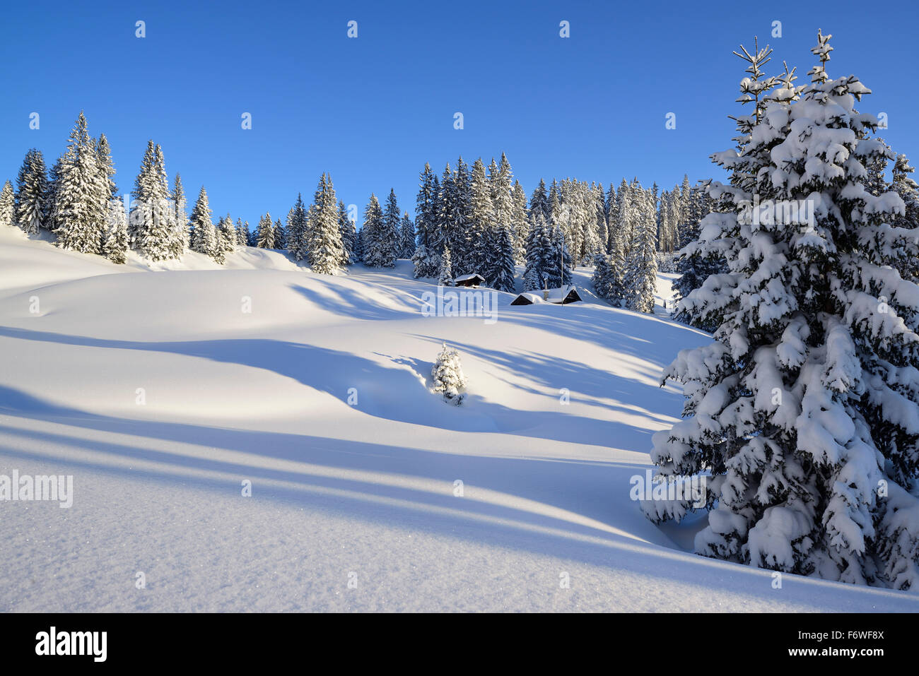 Snow-covered alps and trees, Teufelstaettkopf, Puerschling, Ammergauer Alps, Upper Bavaria, Bavaria, Germany Stock Photo