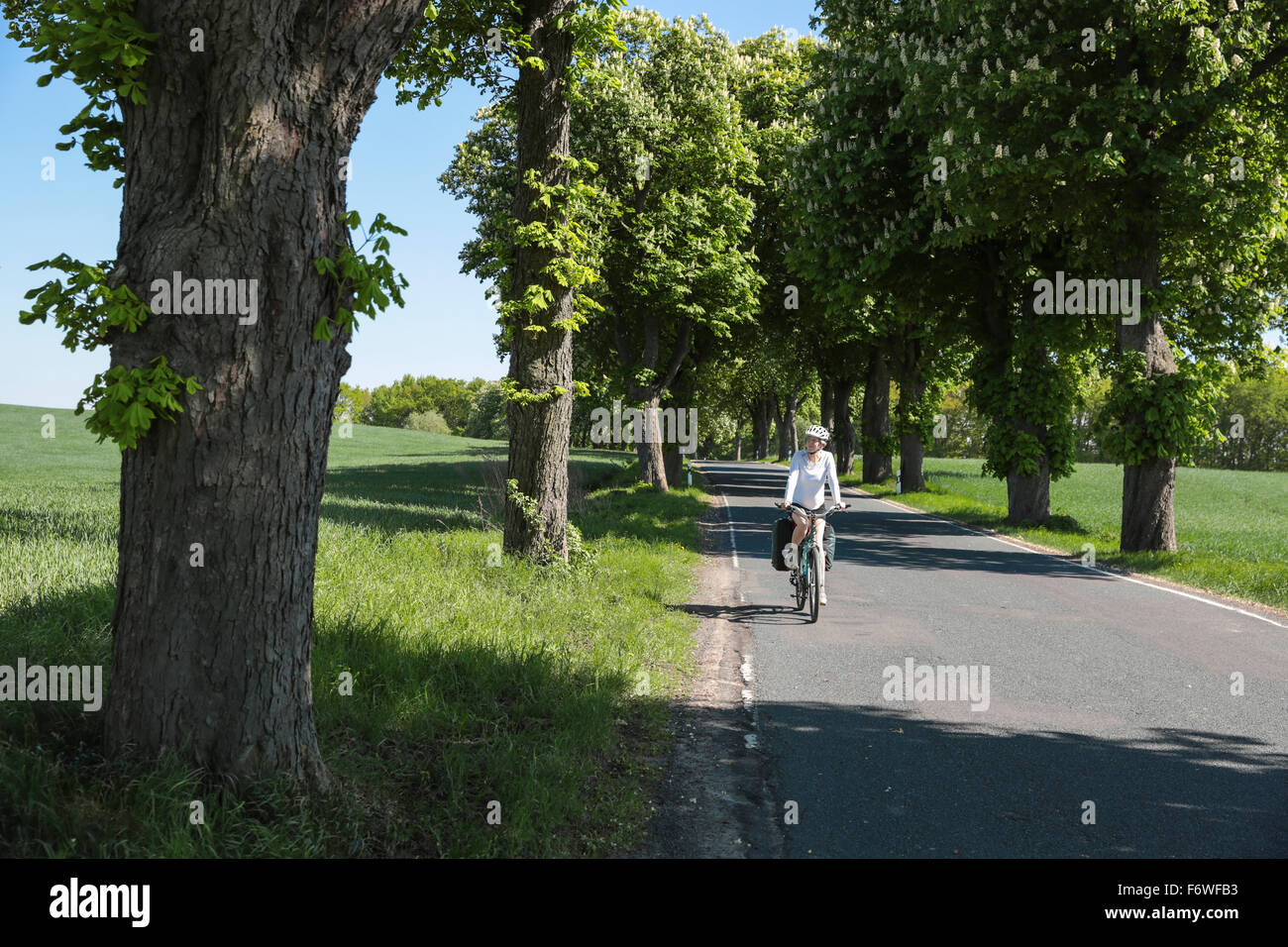Cyclist passing a chestnut-lined avenue, near Boitzenburg, Uckermark, Brandenburg, Germany Stock Photo