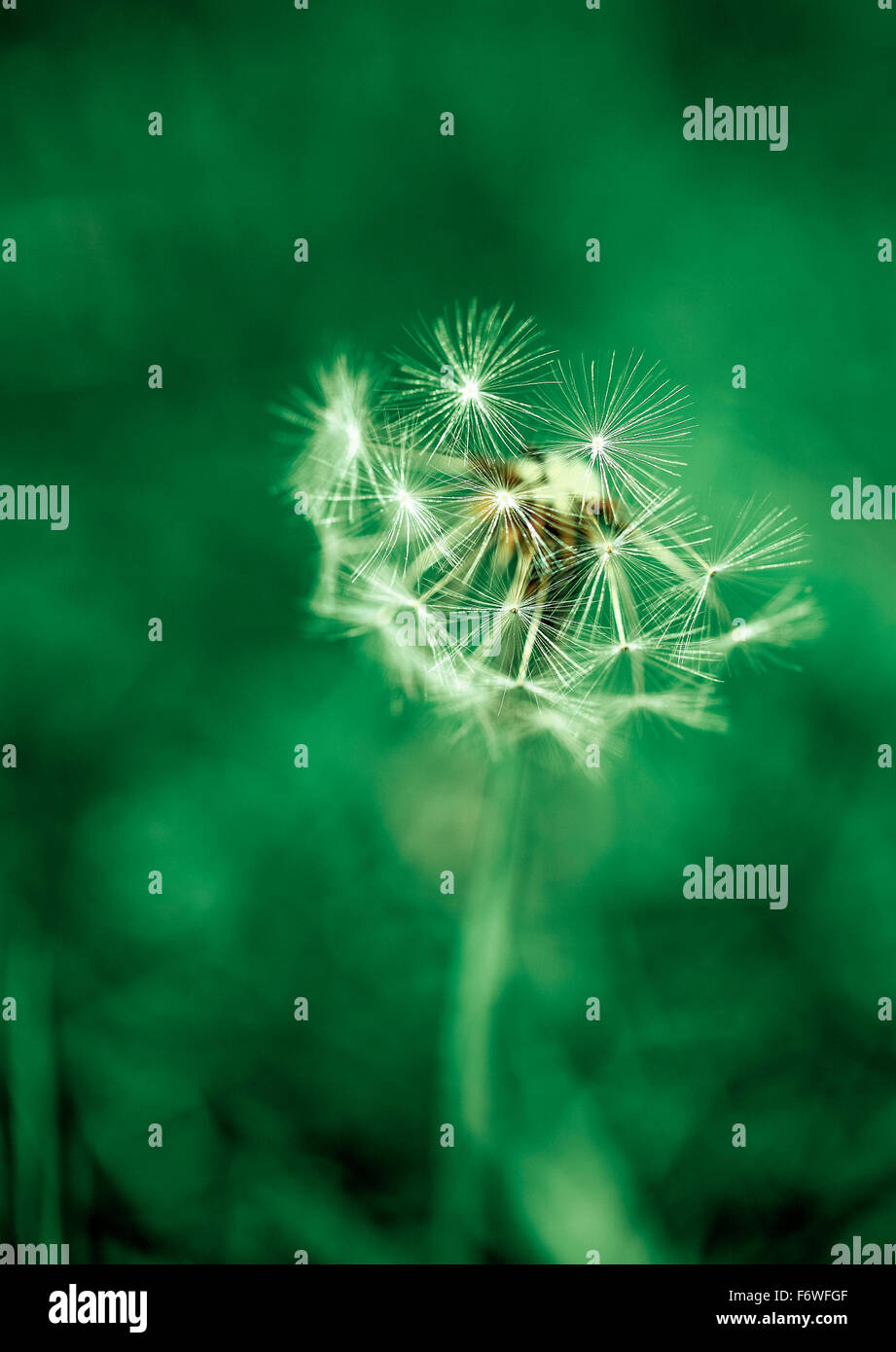 Close up of a delicate dandelion seed head isolated on a lawn Stock Photo
