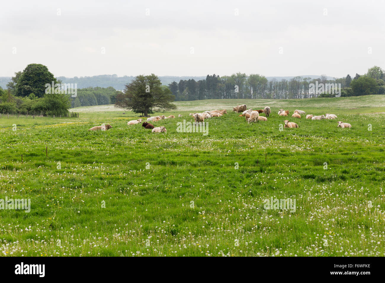 Cattle on pasture, scenery near lake Tollensesee, Mecklenburg-Western Pomerania, Germany Stock Photo