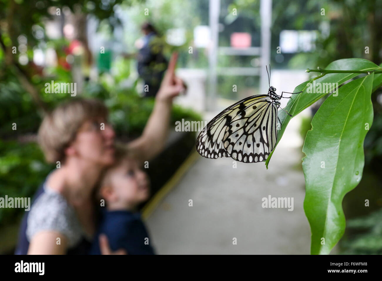 Mother and son inside a butterfly house, Botanical Garden, Leipzig, Sachsen, Deutschland Stock Photo