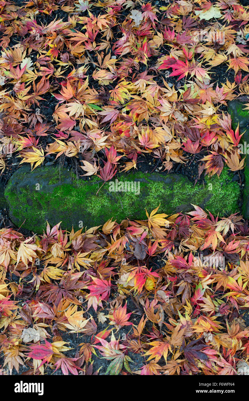 Decaying tree leaves hires stock photography and images Alamy