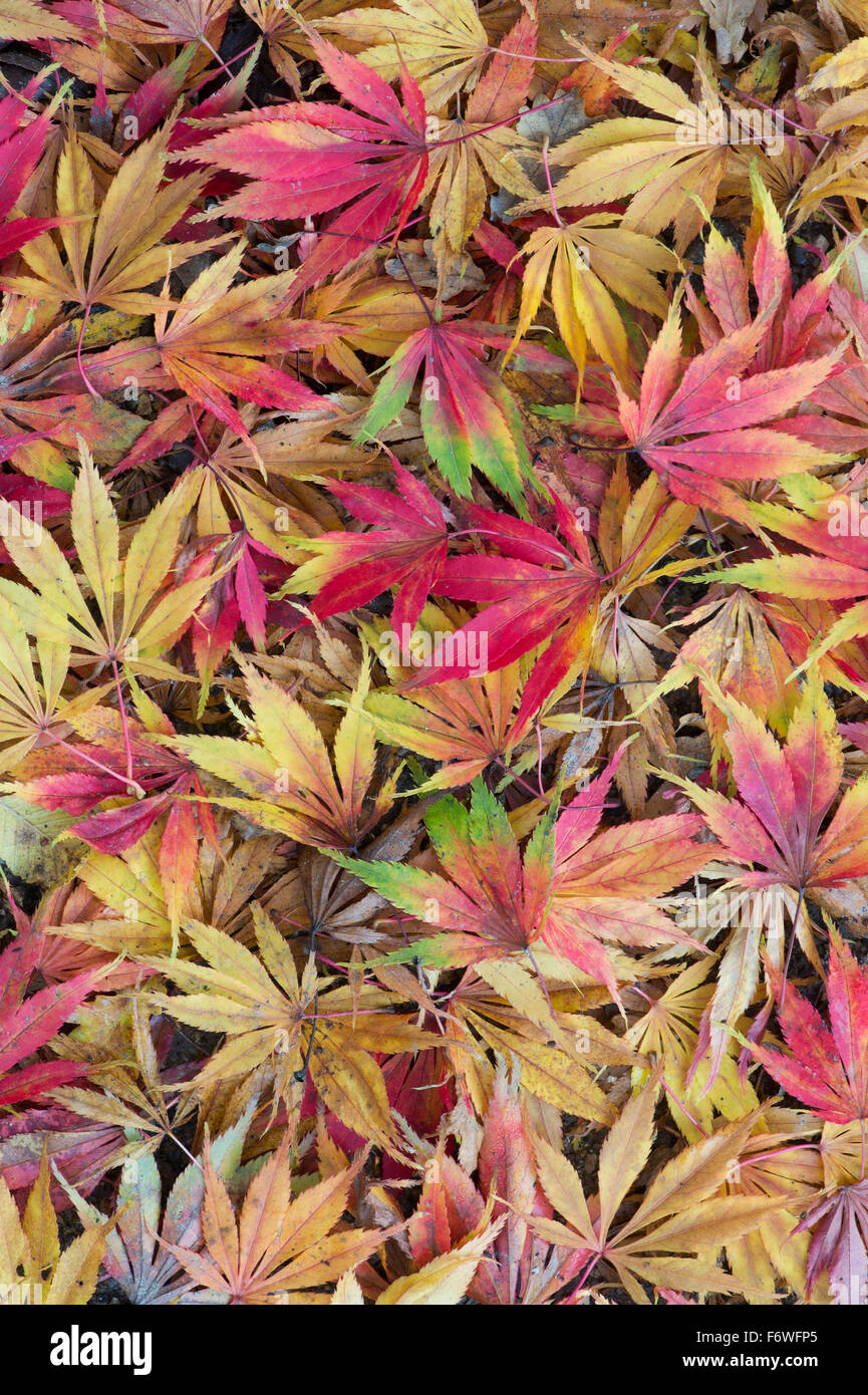 Acer tree dead hires stock photography and images Alamy