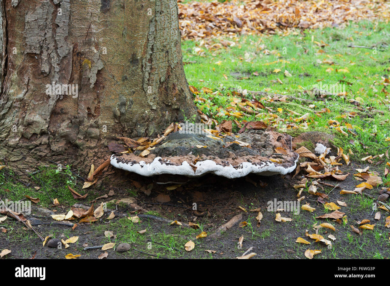 Old bracket fungus at the base of a Japanese horse chestnut tree at RHS Wisley Gardens, Surrey, England Stock Photo