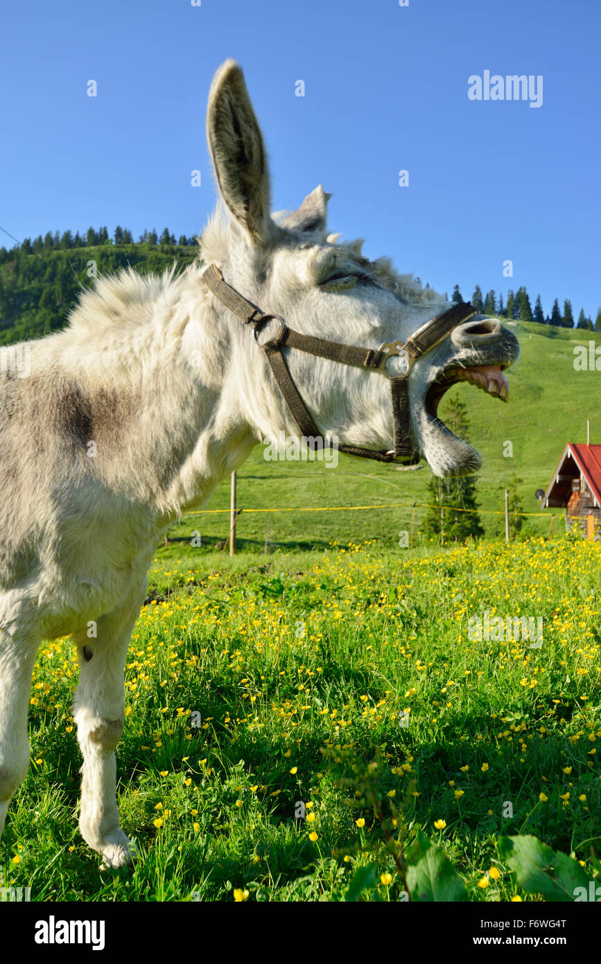 Donkey standing in a flowering meadow and braying, Spitzing, Bavarian Alps, Upper Bavaria, Bavaria, Germany Stock Photo