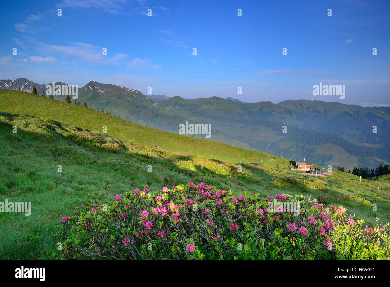 Alpine roses hi-res stock photography and images - Alamy