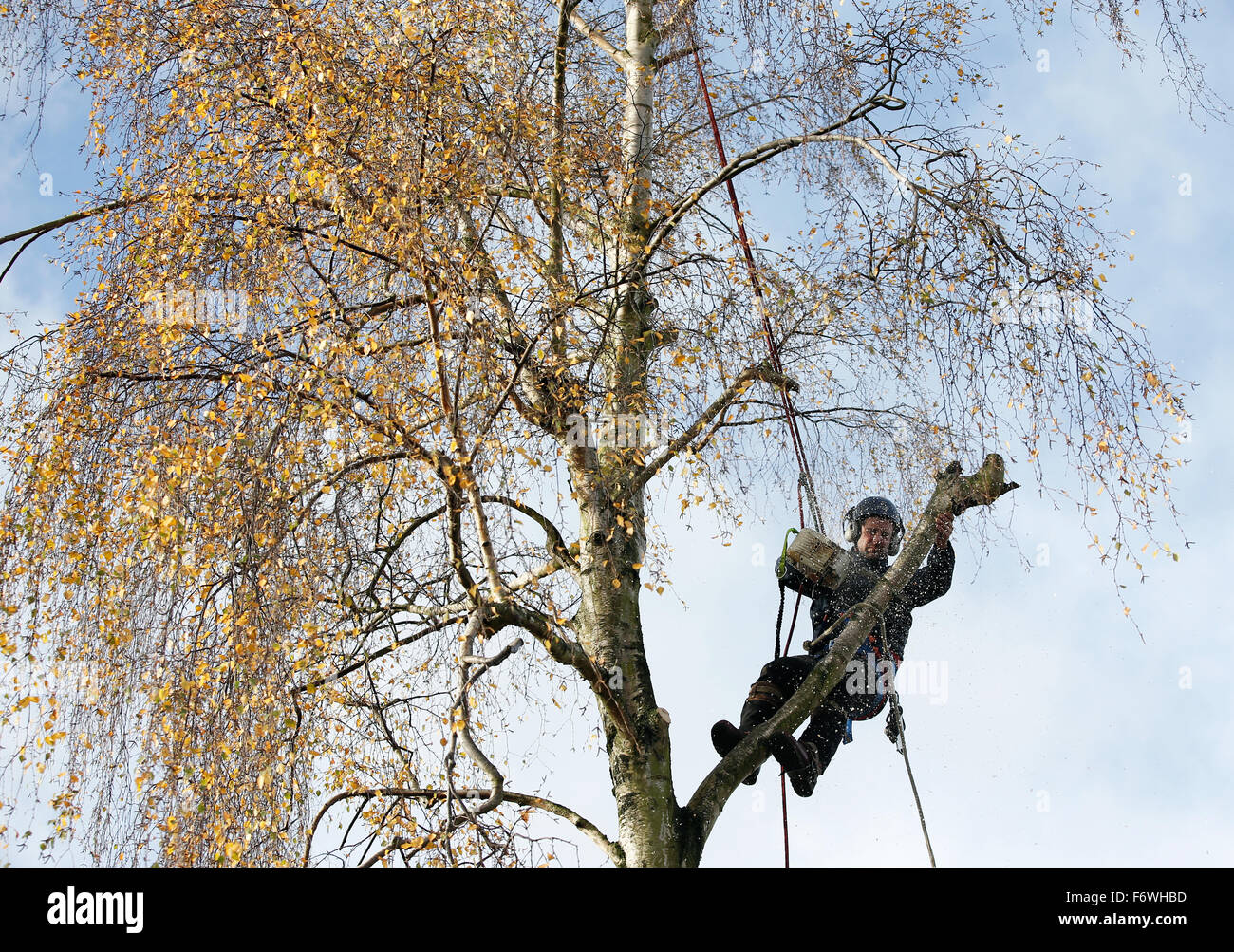 A tree surgeon lumberjack works high up in a tree cutting off branches ...
