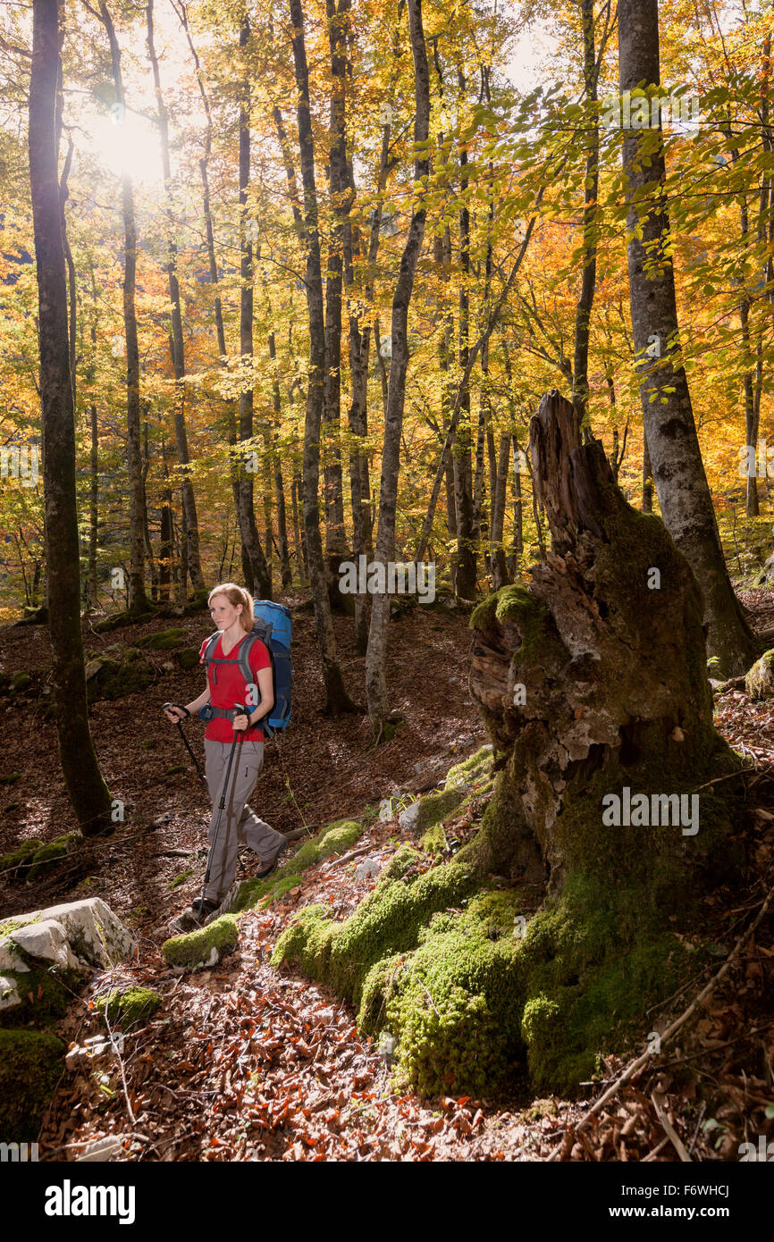 Young woman with backpack hiking through beech forest in autumn ...