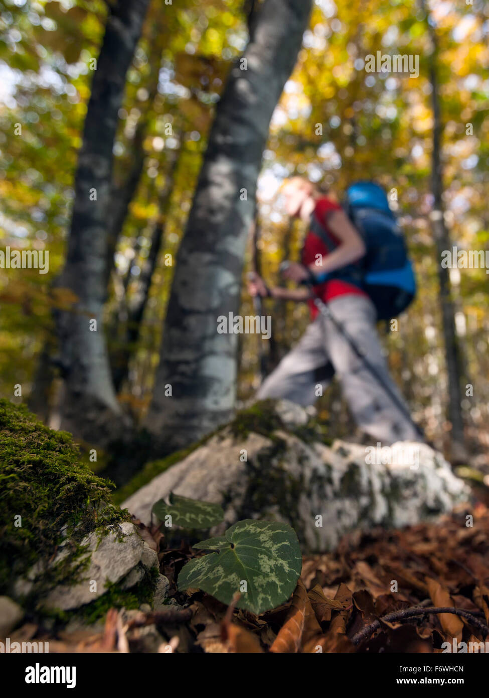 Young woman with backpack hiking through beech forest in autumn ...