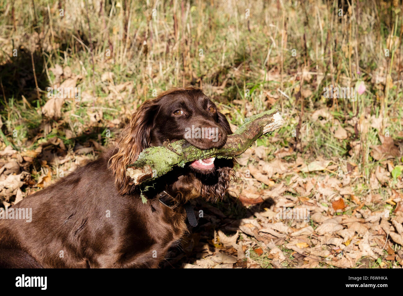 Chocolate brown (liver) English Cocker Spaniel pet dog carrying a large stick in its mouth on a country walk in woodland. UK Stock Photo